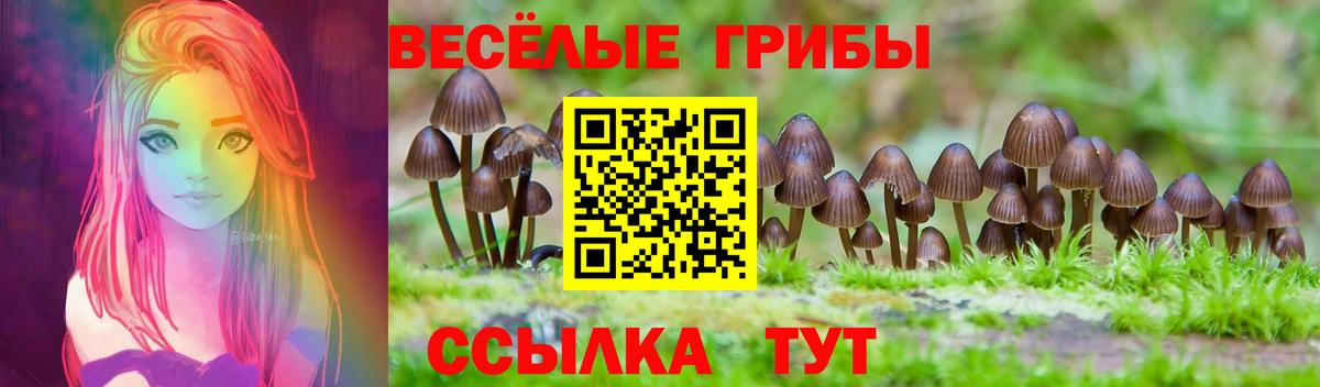Псилоцибиновые грибы Psilocybe Междуреченск